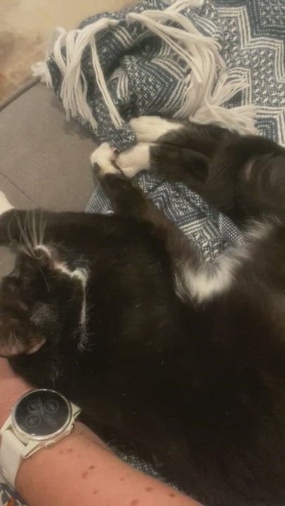 Enlarge Mousse, a Adopted Domestic Short Hair in Miami, FL video 10/18