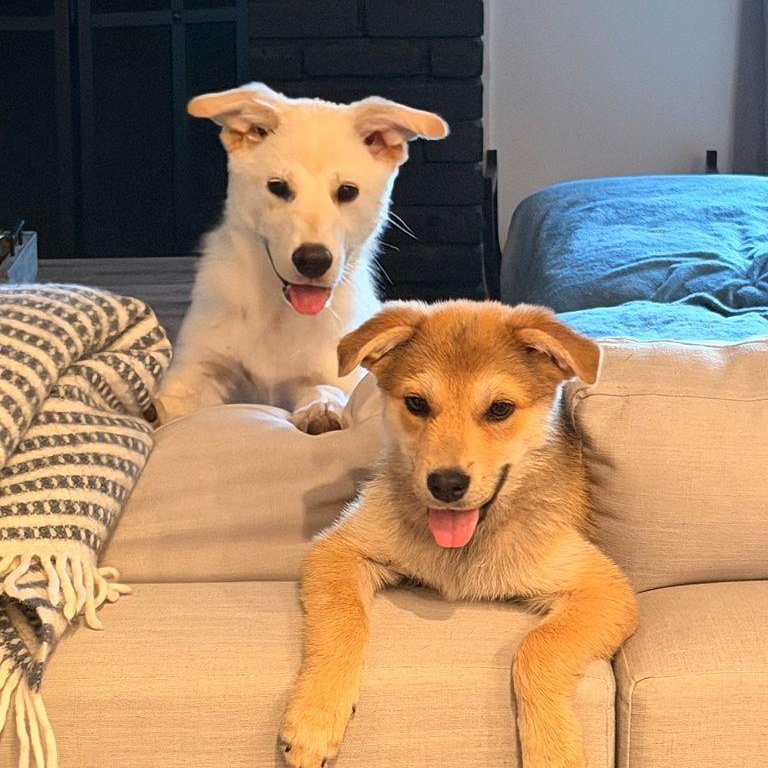 Luke the shepsky, ADOPTABLE, Puppy Male Husky & German Shepherd Dog.