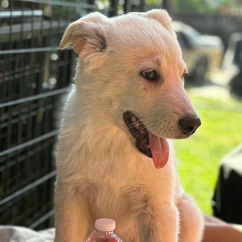Enlarge Luke the shepsky, a ADOPTABLE mixed breed in Los Angeles, CA image 5/6