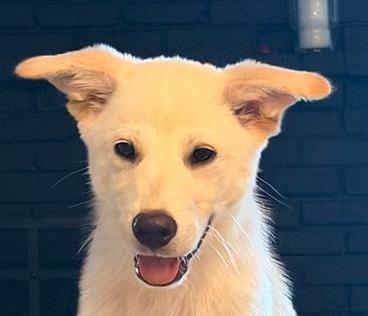 Enlarge Luke the shepsky, a ADOPTABLE mixed breed in Los Angeles, CA image 2/6
