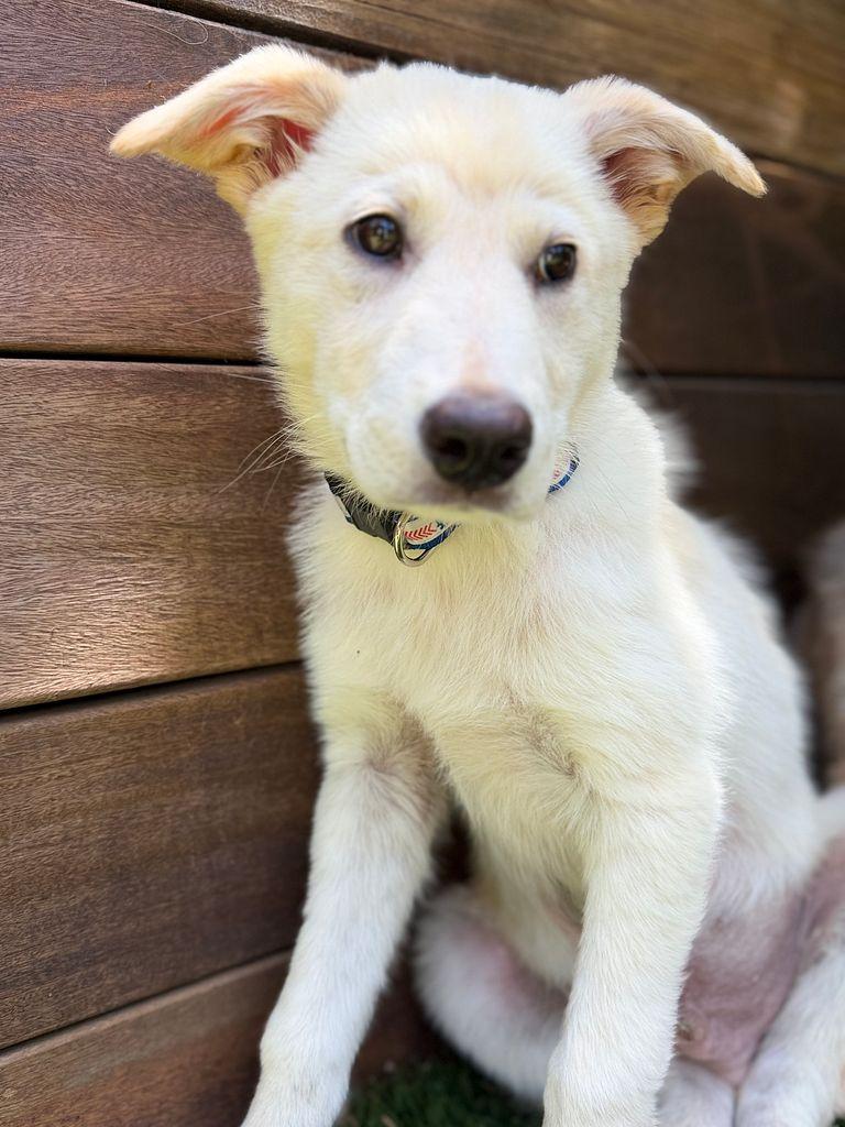 Enlarge Luke the shepsky, a ADOPTABLE mixed breed in Los Angeles, CA image 4/6