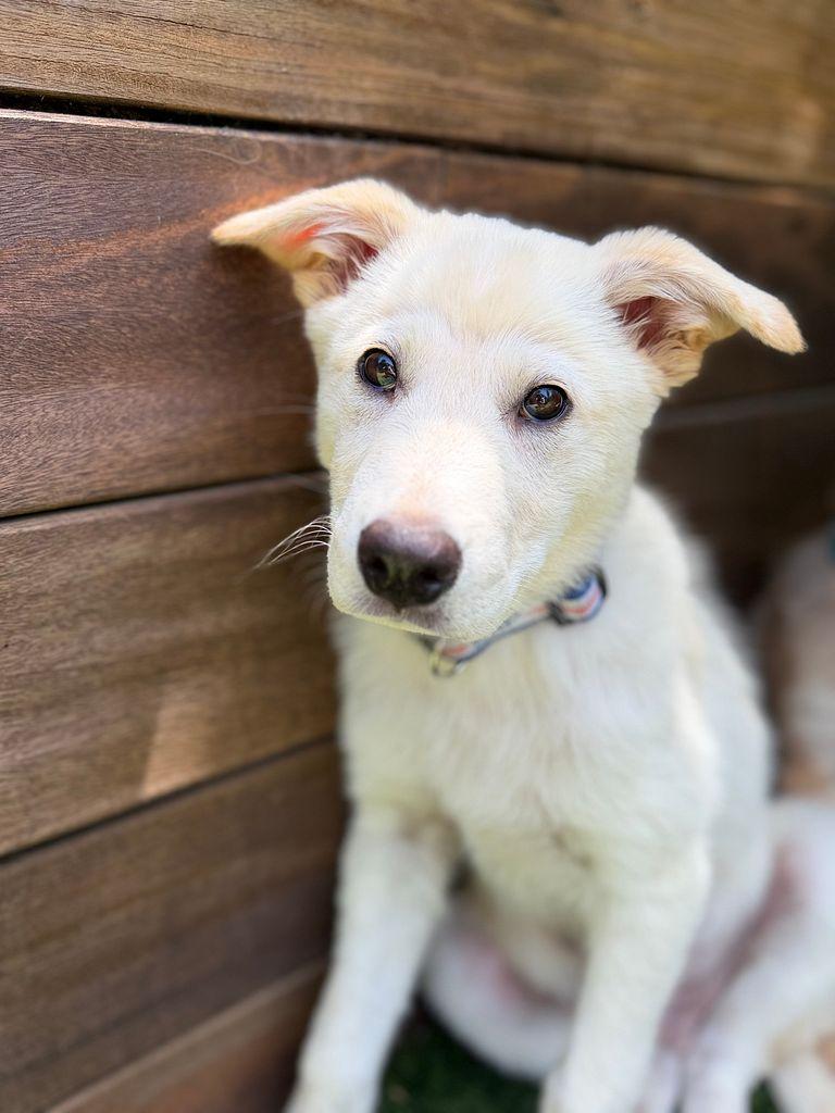 Enlarge Luke the shepsky, a ADOPTABLE mixed breed in Los Angeles, CA image 6/6