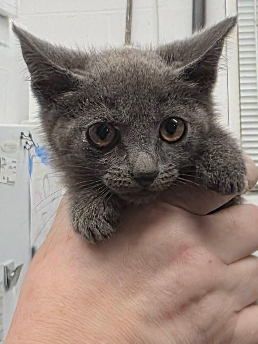 Tenny, Adoptable, Kitten Male Domestic Short Hair.