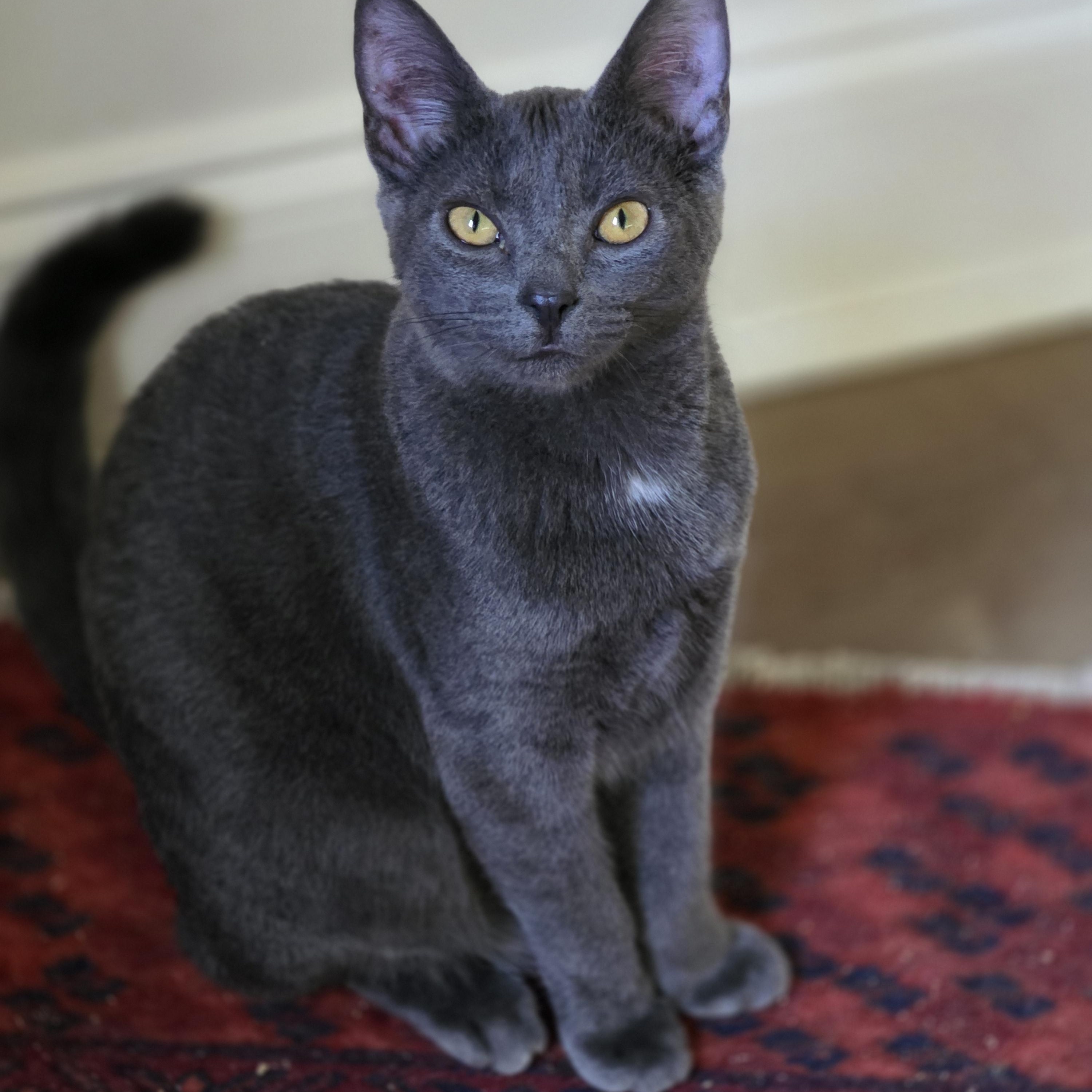 Enlarge Tenny, a Adoptable Domestic Short Hair in Johnson City, TN image 2/3