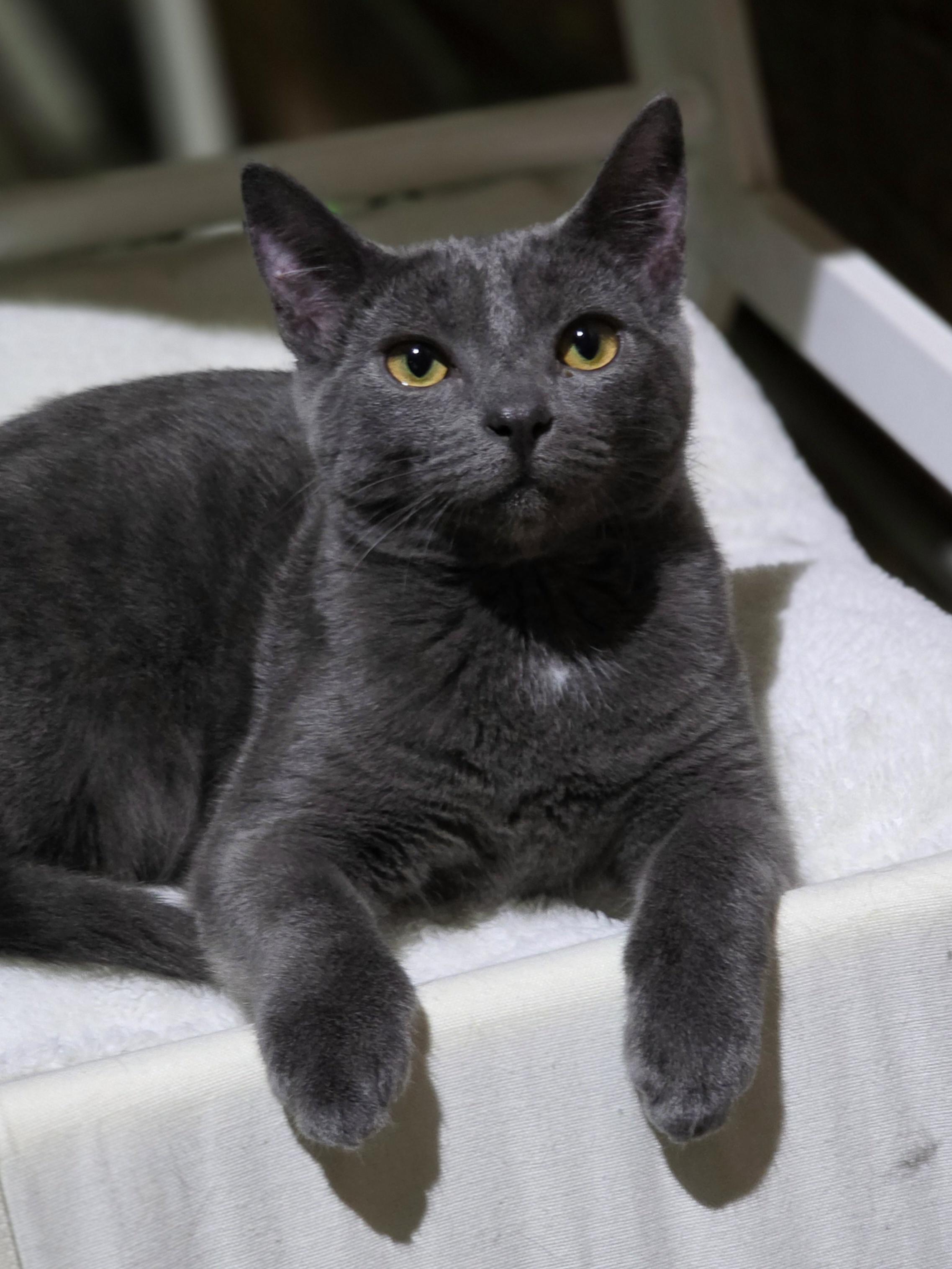Enlarge Tenny, a Adoptable Domestic Short Hair in Johnson City, TN image 1/3