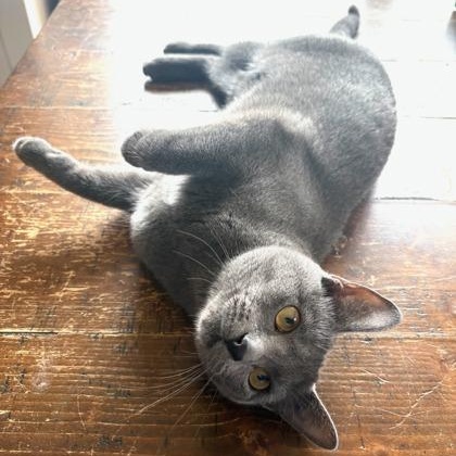 Enlarge Rumi, an adopted Domestic Short Hair in Warr Acres, OK image 1/1