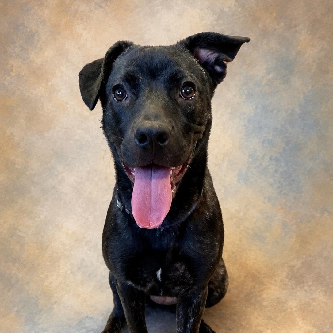 SUNNY - FOSTER OR ADOPTER NEEDED, Adoptable, Puppy Female Black Labrador Retriever.