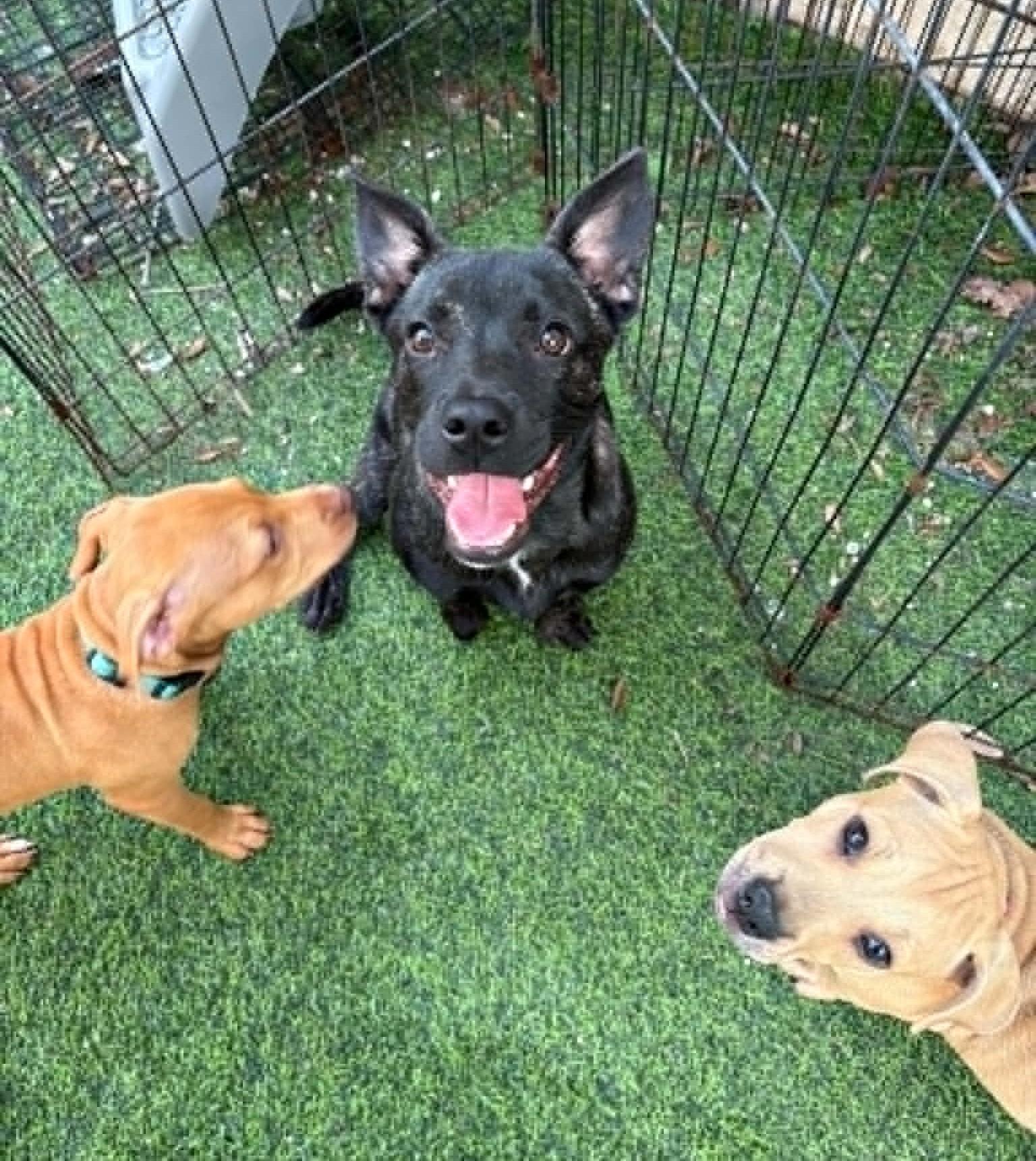 Enlarge SUNNY - FOSTER OR ADOPTER NEEDED, a Adoptable mixed breed in Largo, FL image 3/6