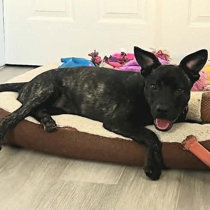 Enlarge SUNNY - FOSTER OR ADOPTER NEEDED, a Adoptable mixed breed in Largo, FL image 2/6