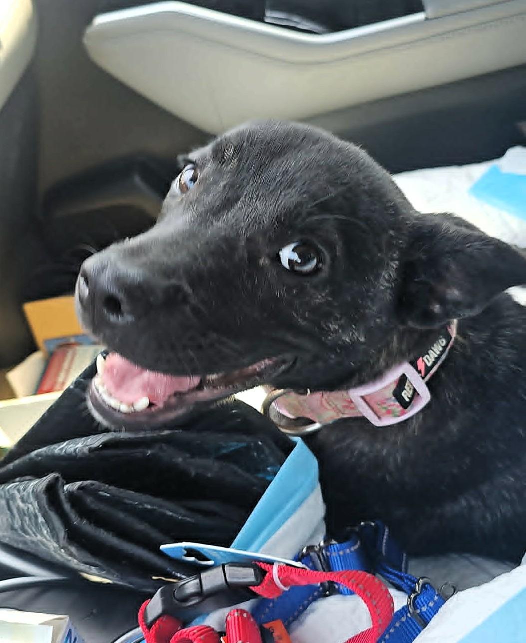Enlarge SUNNY - FOSTER OR ADOPTER NEEDED, a Adoptable mixed breed in Largo, FL image 4/6