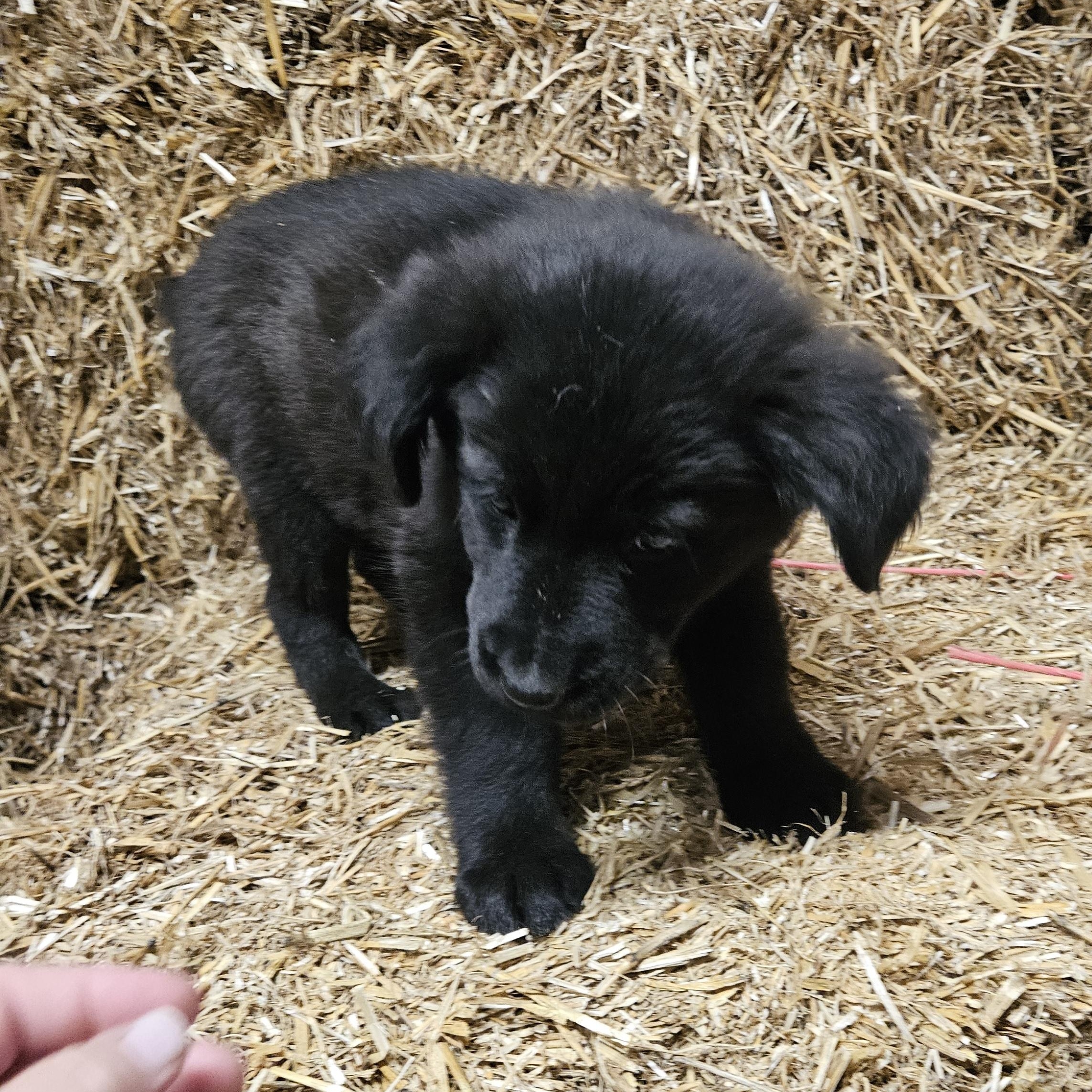 Enlarge Iggy Igloo, an adopted mixed breed in Woburn, MA image 1/6