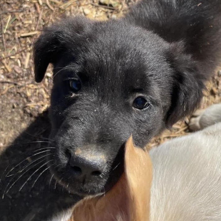 Enlarge Iggy Igloo, an adopted mixed breed in Woburn, MA image 2/6