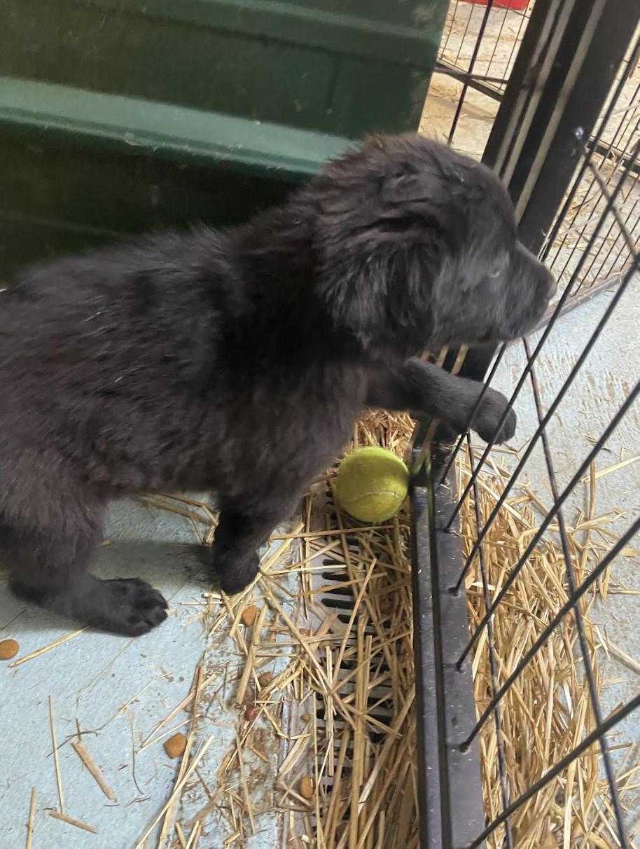 Enlarge Iggy Igloo, an adopted mixed breed in Woburn, MA image 3/6