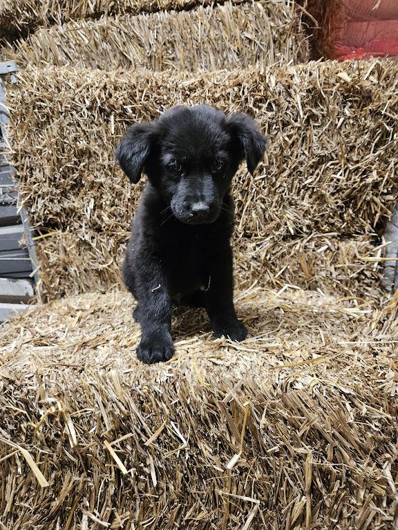 Enlarge Iggy Igloo, an adopted mixed breed in Woburn, MA image 4/6