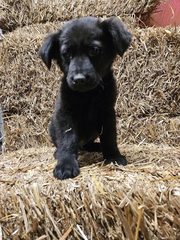 Enlarge Iggy Igloo, an adopted mixed breed in Woburn, MA image 5/6