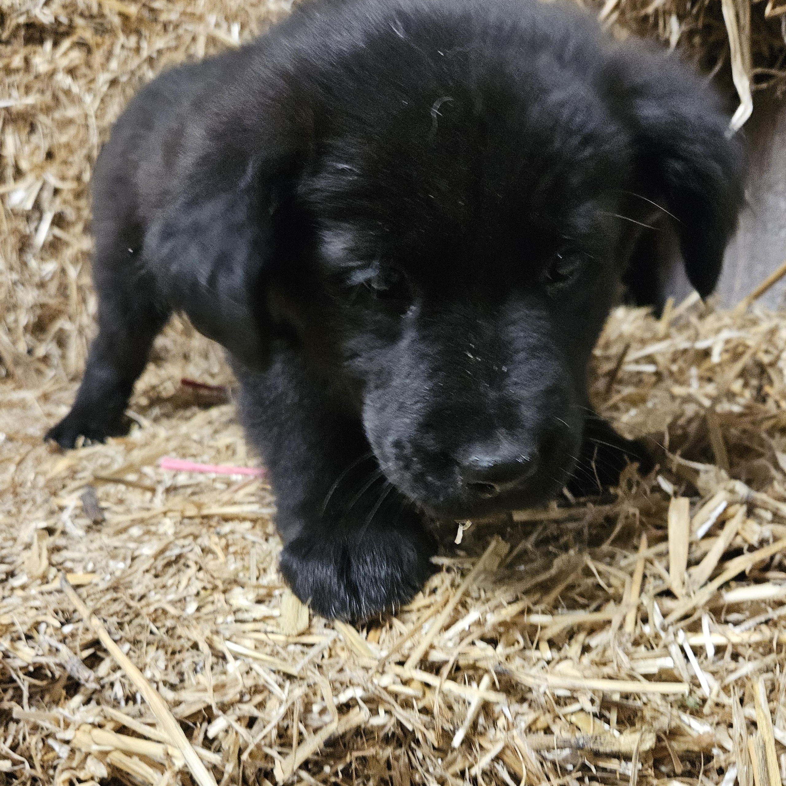 Enlarge Iggy Igloo, an adopted mixed breed in Woburn, MA image 6/6