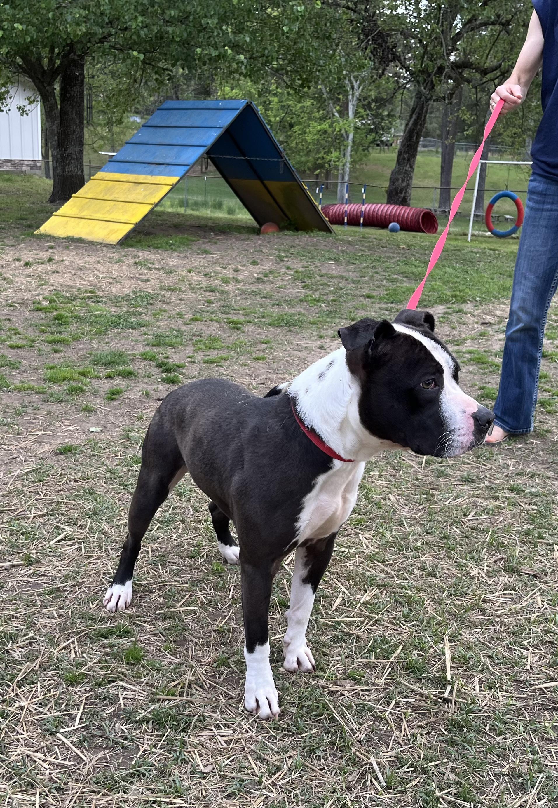 Enlarge Drew, a Adoptable mixed breed in Naperville, IL image 2/3