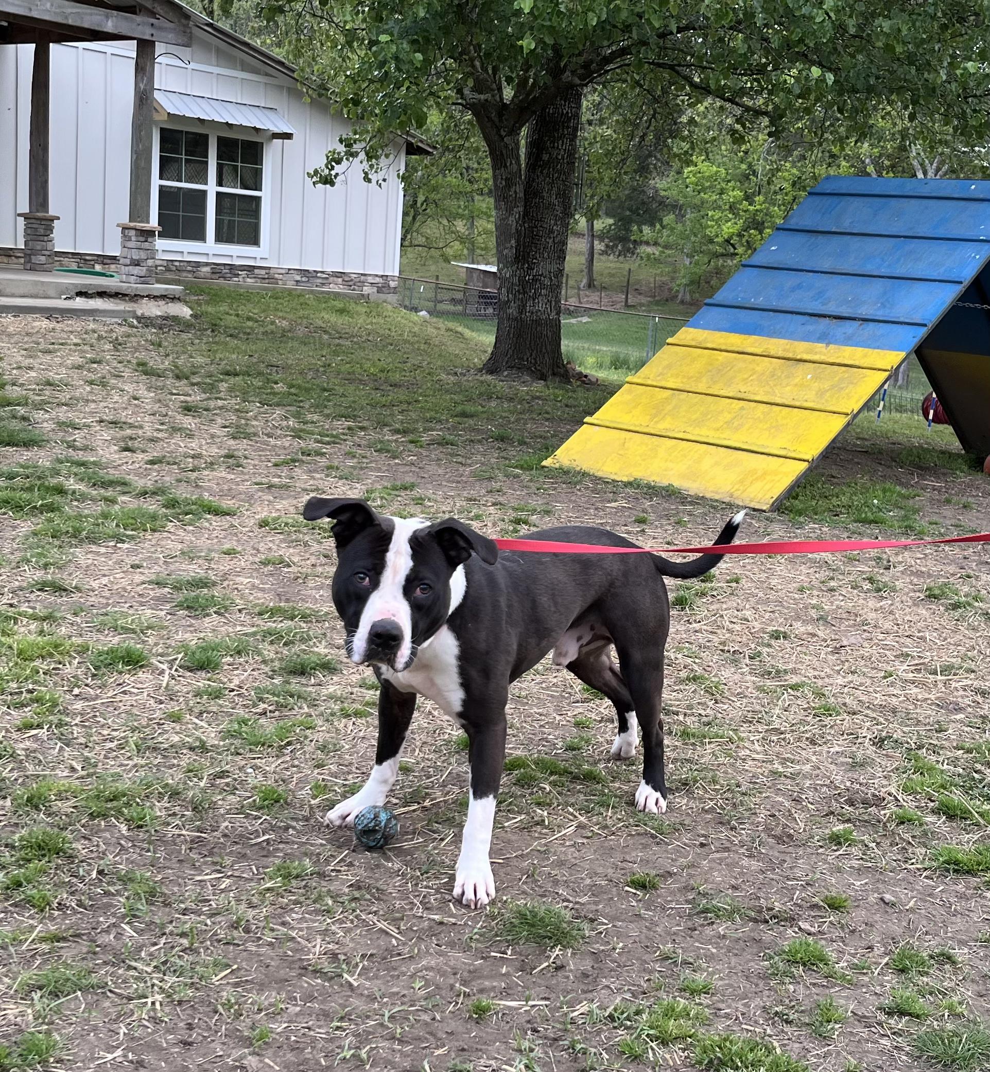 Drew, Adoptable, Young Male Pit Bull Terrier.