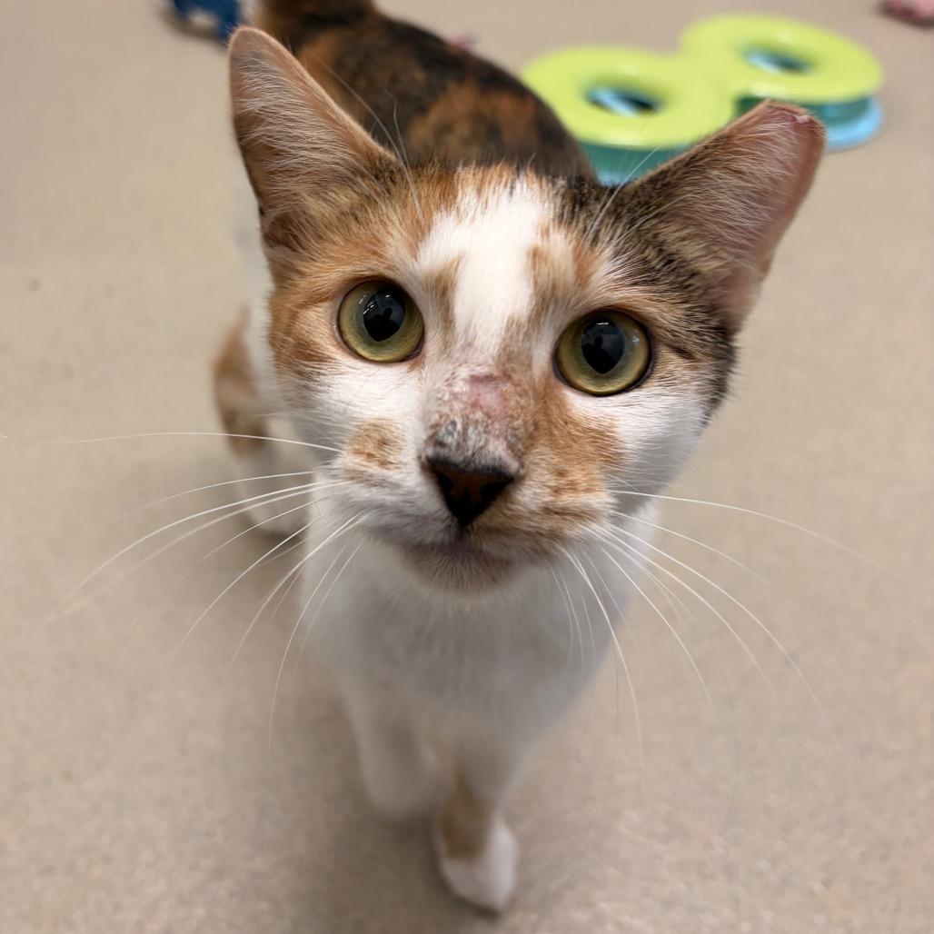 Joanne, Adoptable, Adult Female Domestic Short Hair.