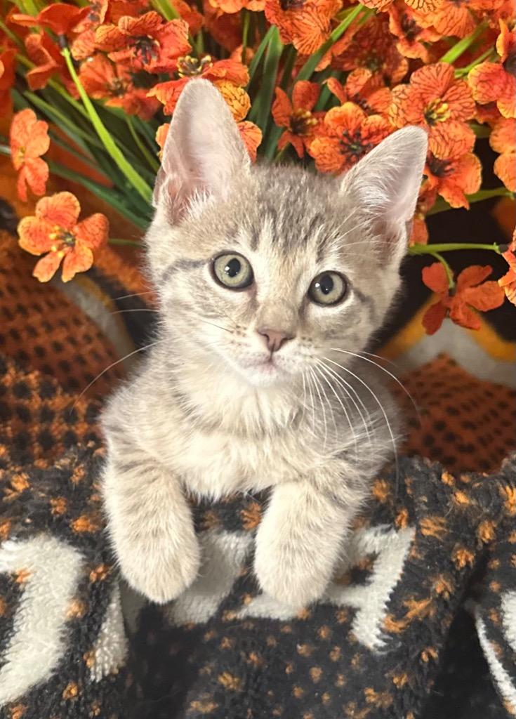 Enlarge 4/2/26 Basil, a Adopted mixed breed in Stillwater, OK image 1/1