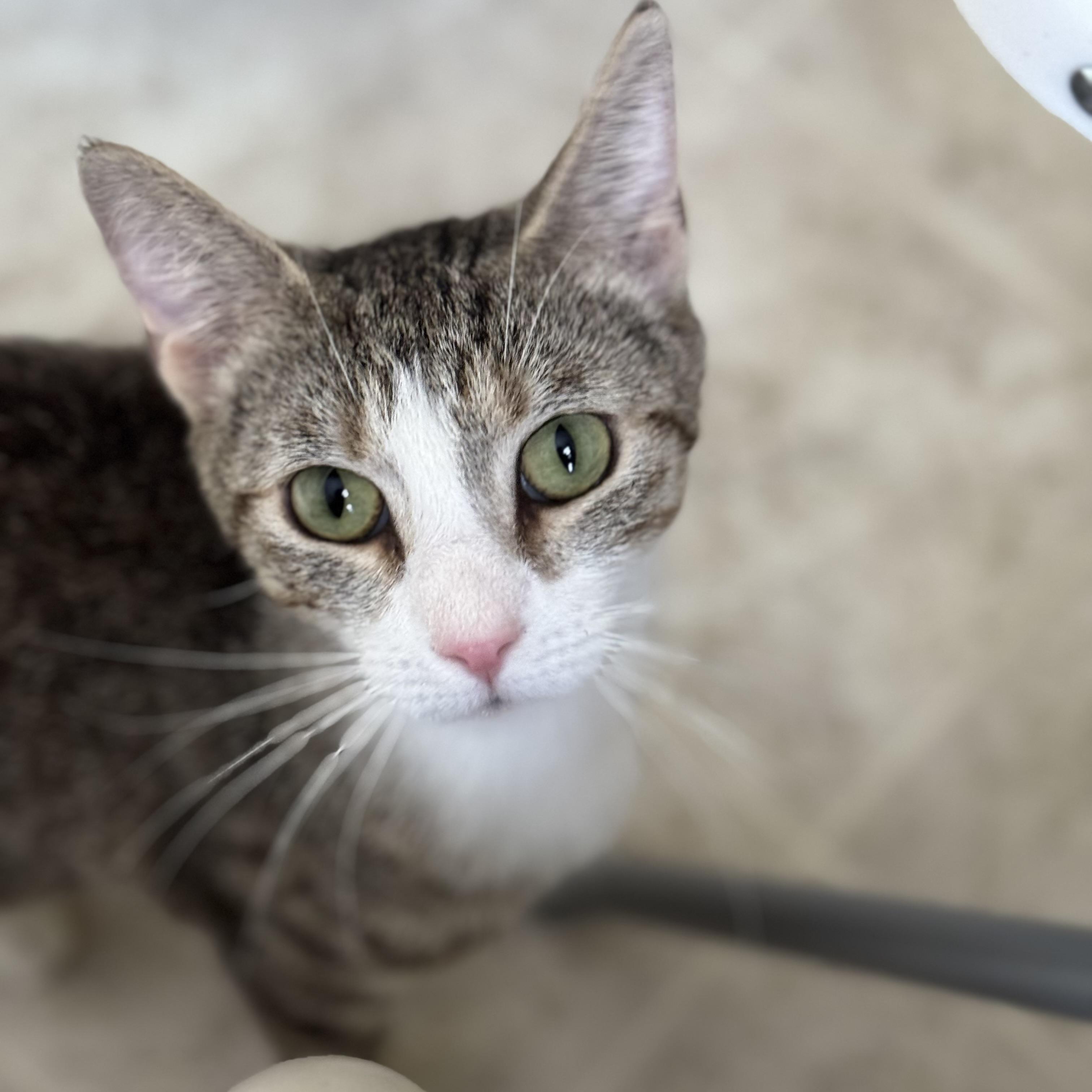 Amari, a Adoptable Domestic Short Hair in Little Falls, NY image 3/6