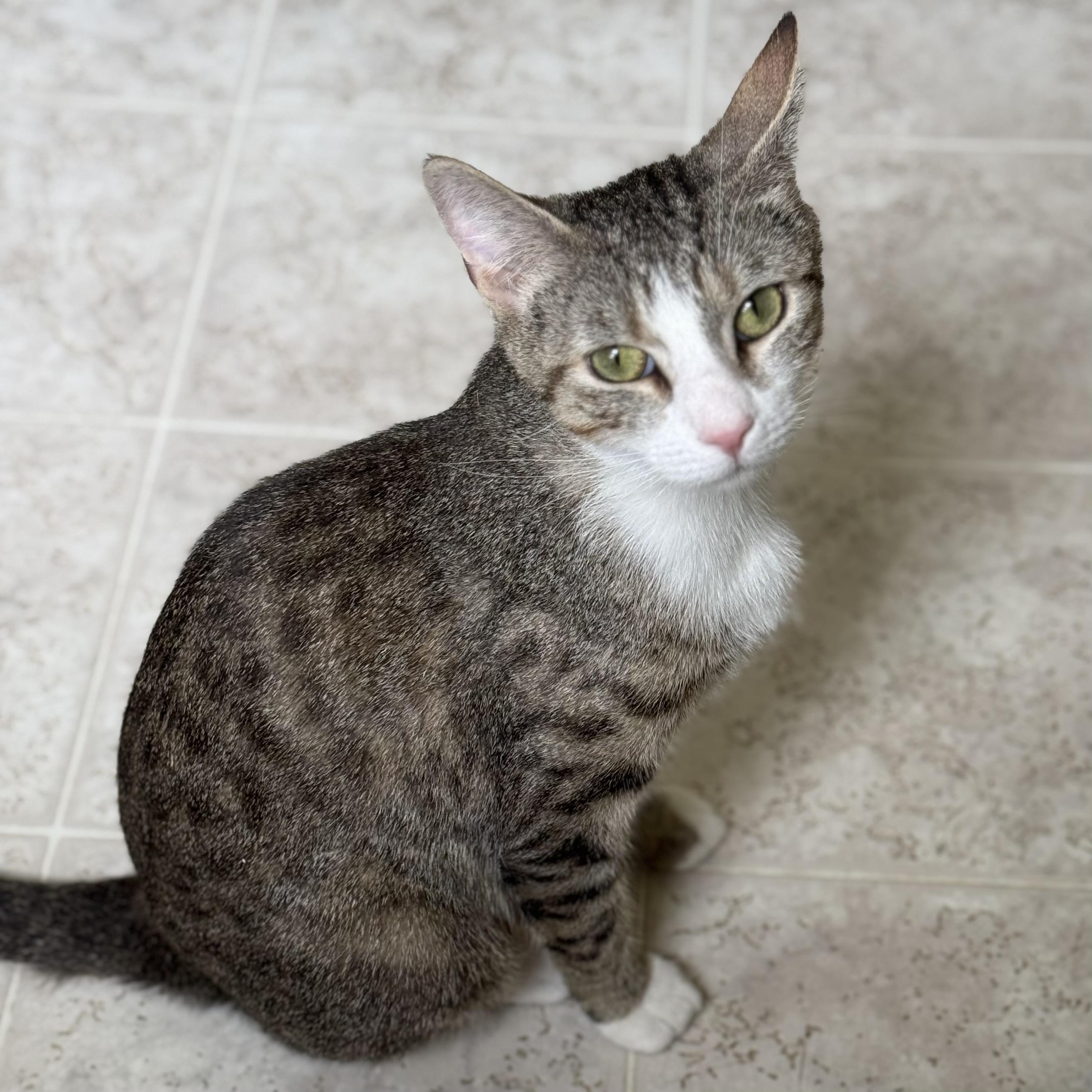 Amari, a Adoptable Domestic Short Hair in Little Falls, NY image 4/6