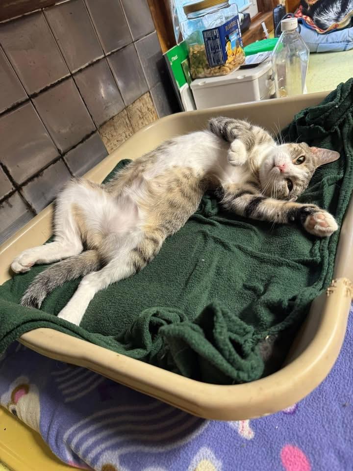 Amari, a Adoptable Domestic Short Hair in Little Falls, NY image 2/6