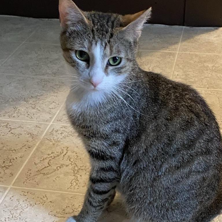 Amari, a Adoptable Domestic Short Hair in Little Falls, NY image 6/6