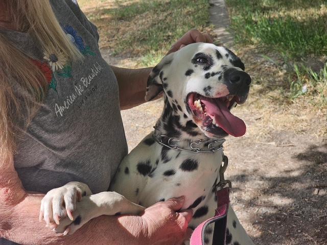 Rocky, Adopted, Adult Male Dalmatian.