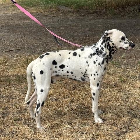 Rocky, a Adopted Dalmatian in Turlock, CA image 2/3