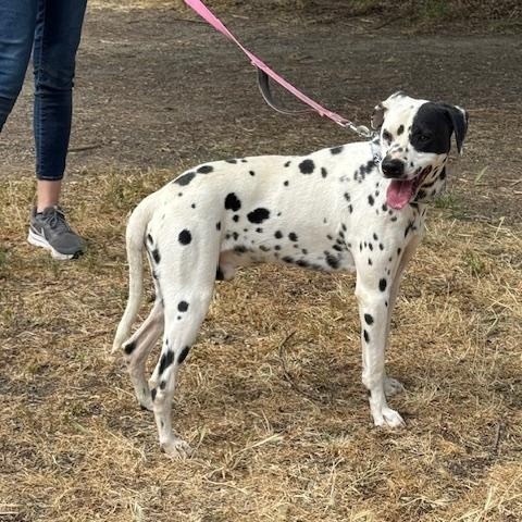 Rocky, a Adopted Dalmatian in Turlock, CA image 3/3