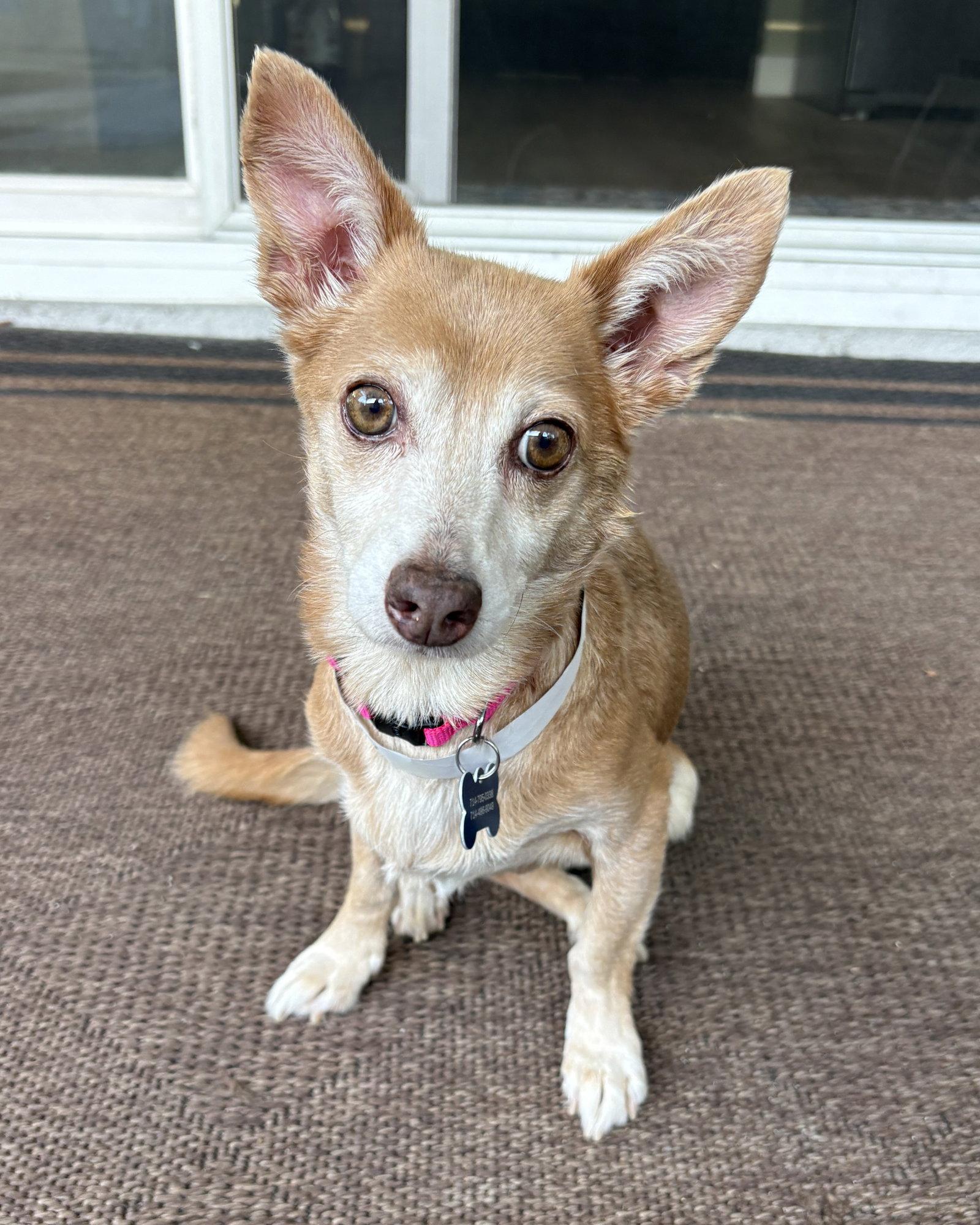 Penny, Adopted, Senior Female Chihuahua.