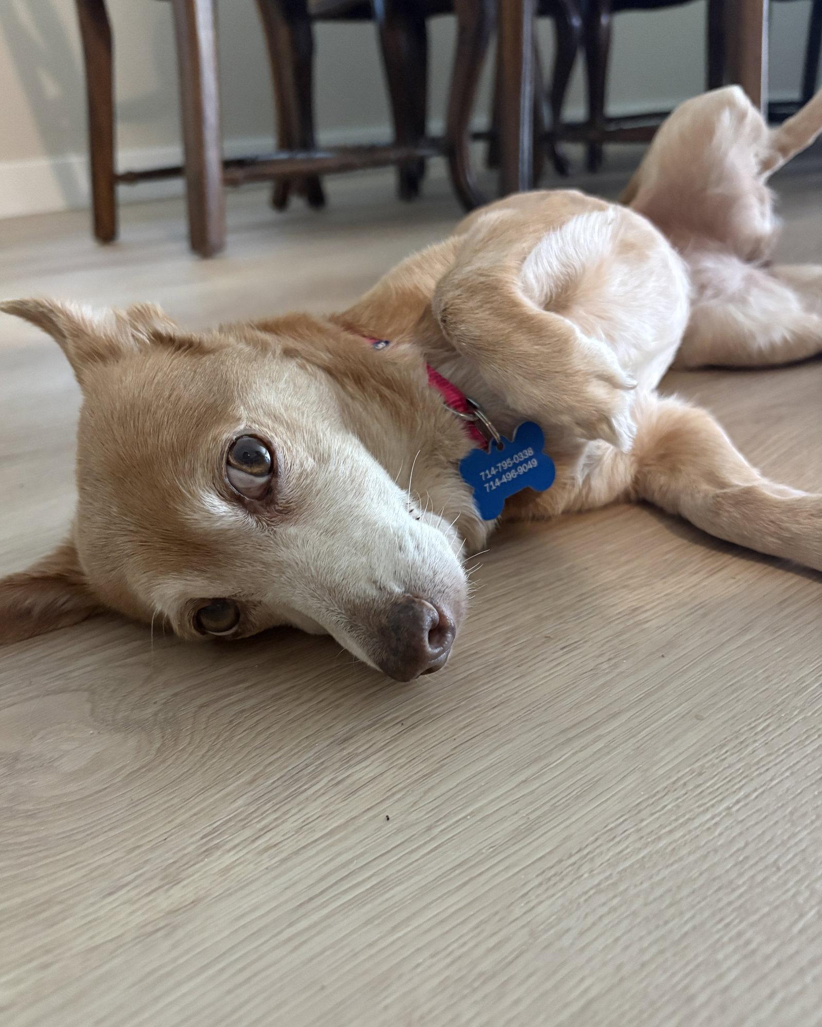 Enlarge Penny, a Adopted Chihuahua in Corona, CA image 2/3