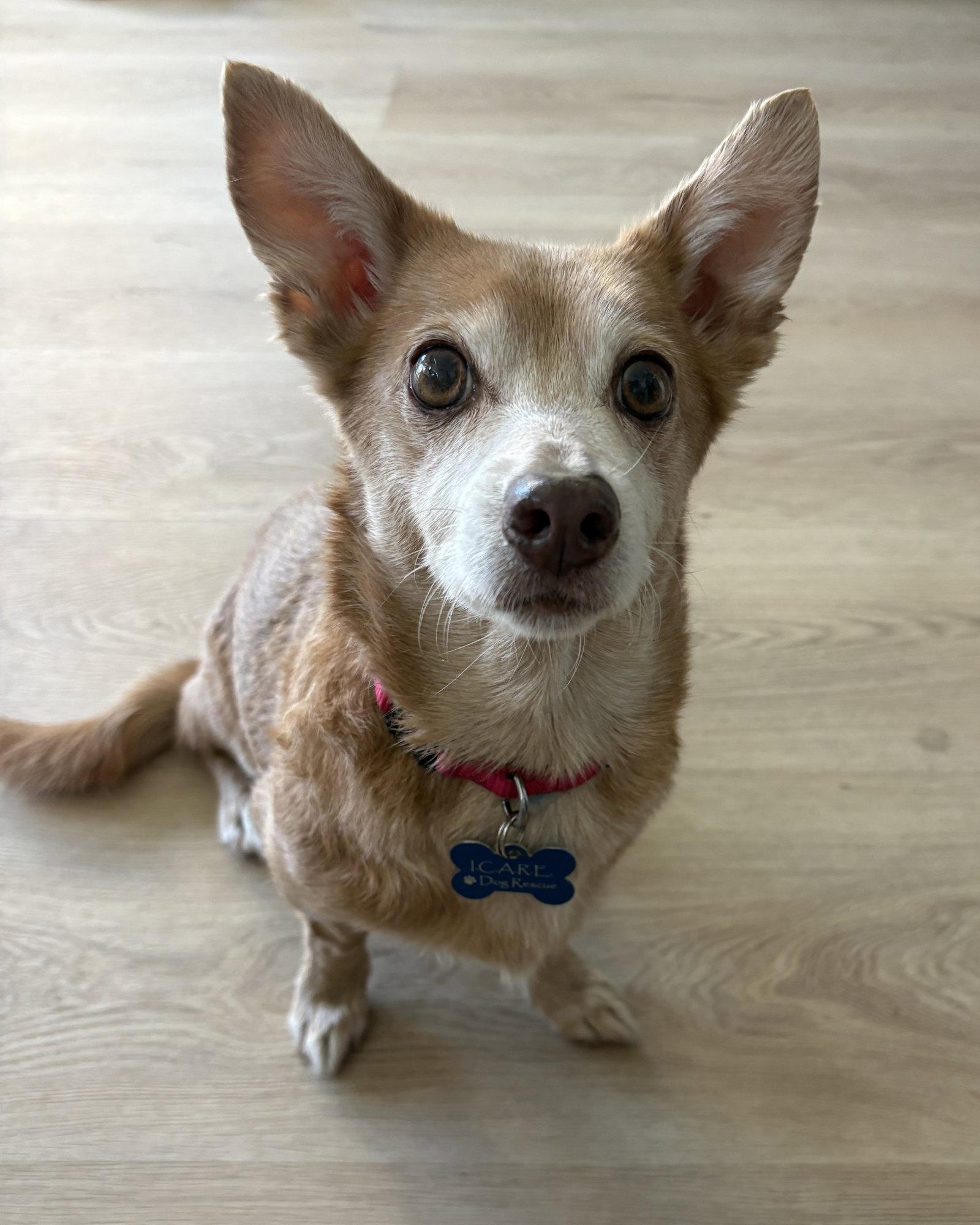 Enlarge Penny, a Adopted Chihuahua in Corona, CA image 3/3