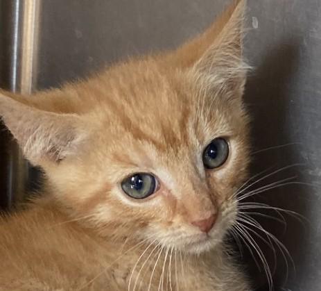 Dipper, ADOPTABLE, Young Male Domestic Short Hair.