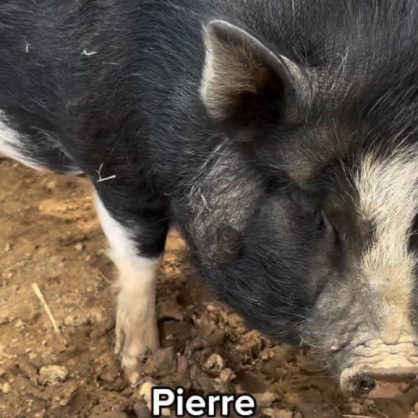 Pierre, Adoptable, Adult Male Vietnamese Pot Bellied & Pig.