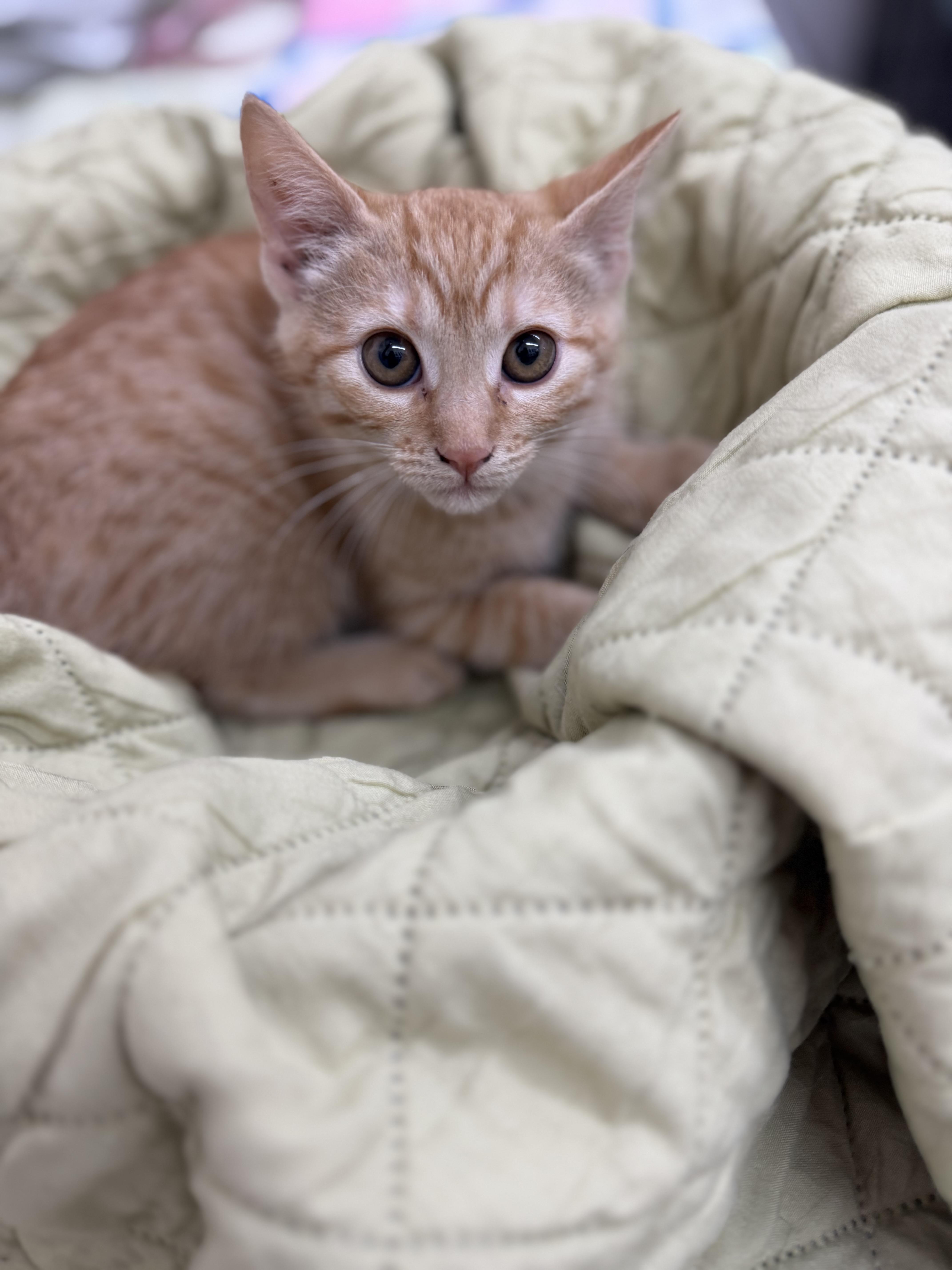 Enlarge Pixie, an adopted Domestic Short Hair in Sonora, CA image 1/4