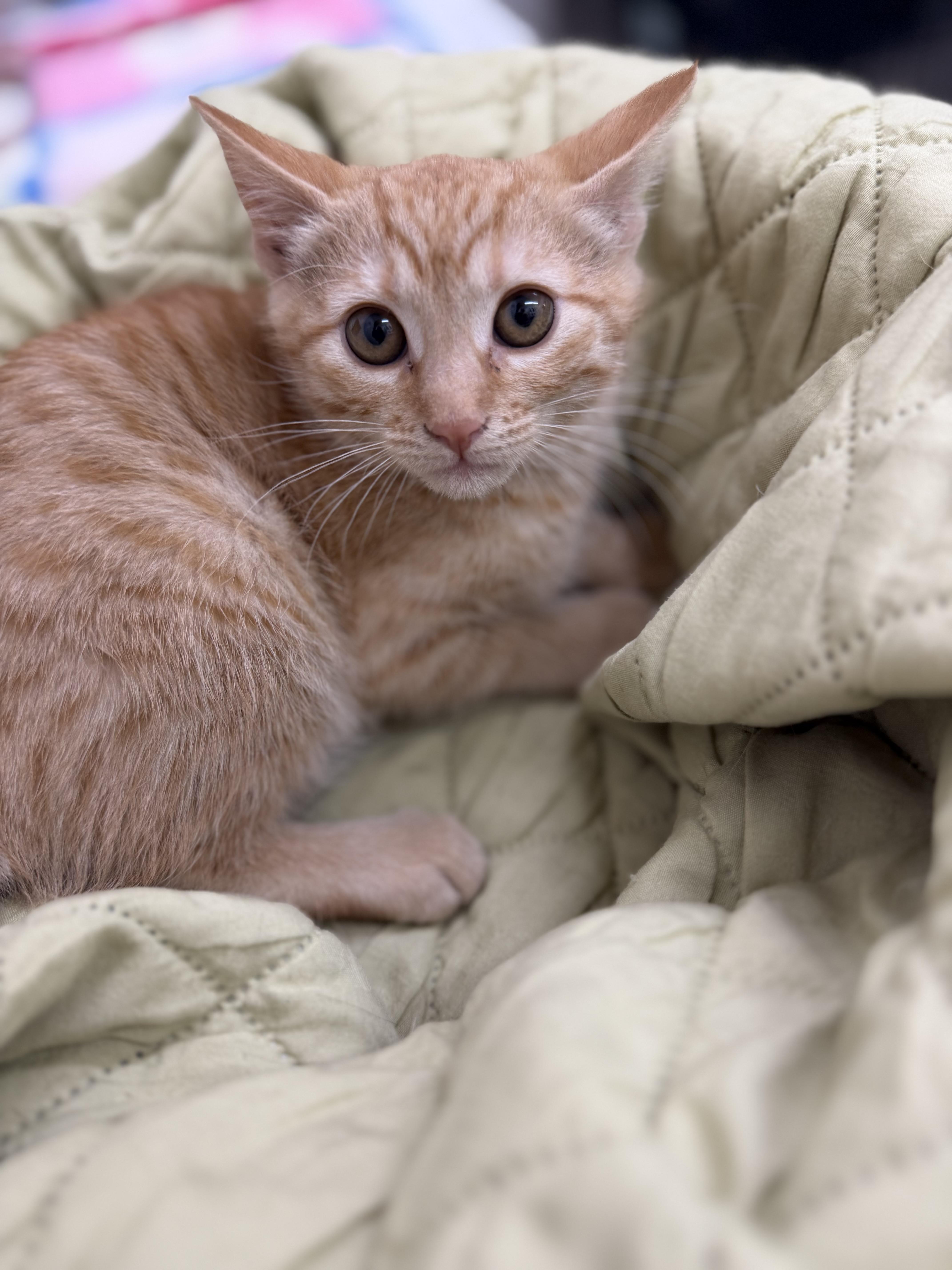 Enlarge Pixie, an adopted Domestic Short Hair in Sonora, CA image 3/4