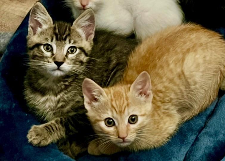 Enlarge Pixie, an adopted Domestic Short Hair in Sonora, CA image 2/4