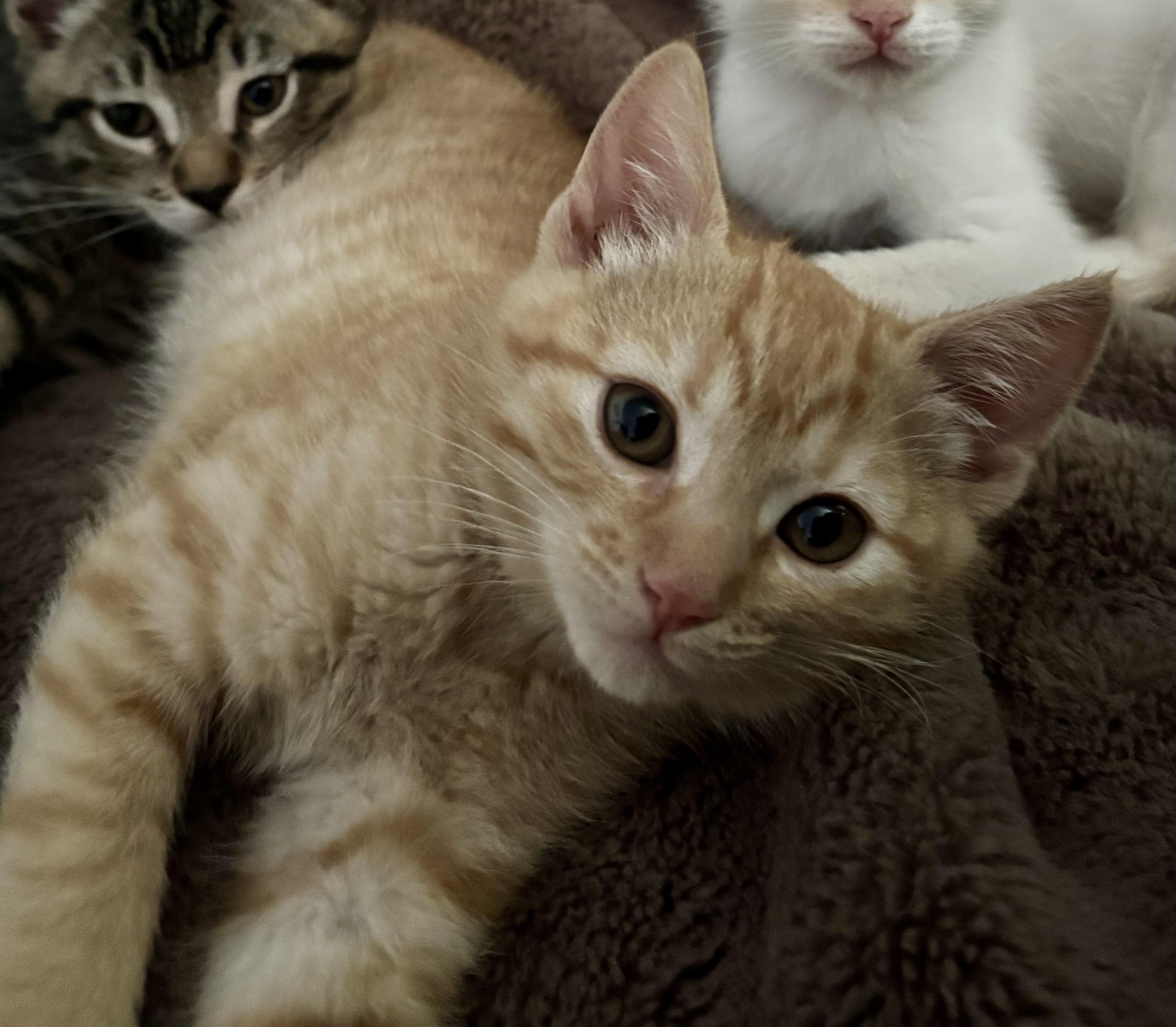 Enlarge Pixie, an adopted Domestic Short Hair in Sonora, CA image 4/4