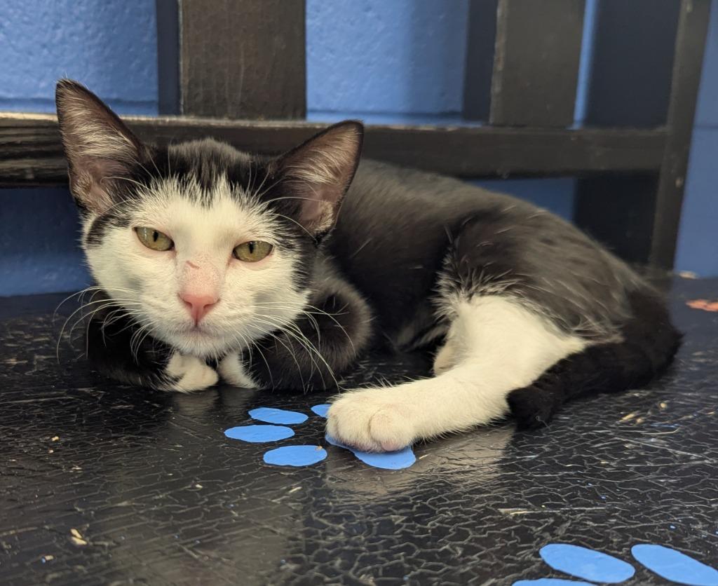 Ghost Face, Adoptable, Kitten Female Domestic Short Hair.