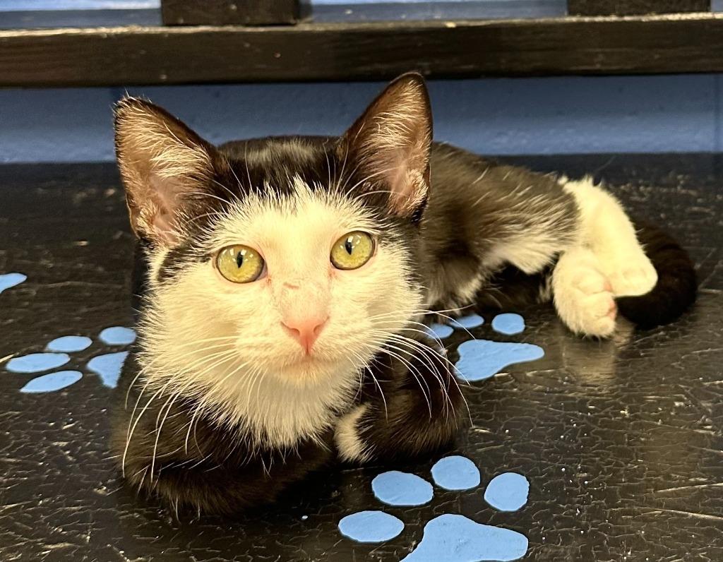 Ghost Face, Adopted, Kitten Female Domestic Short Hair.