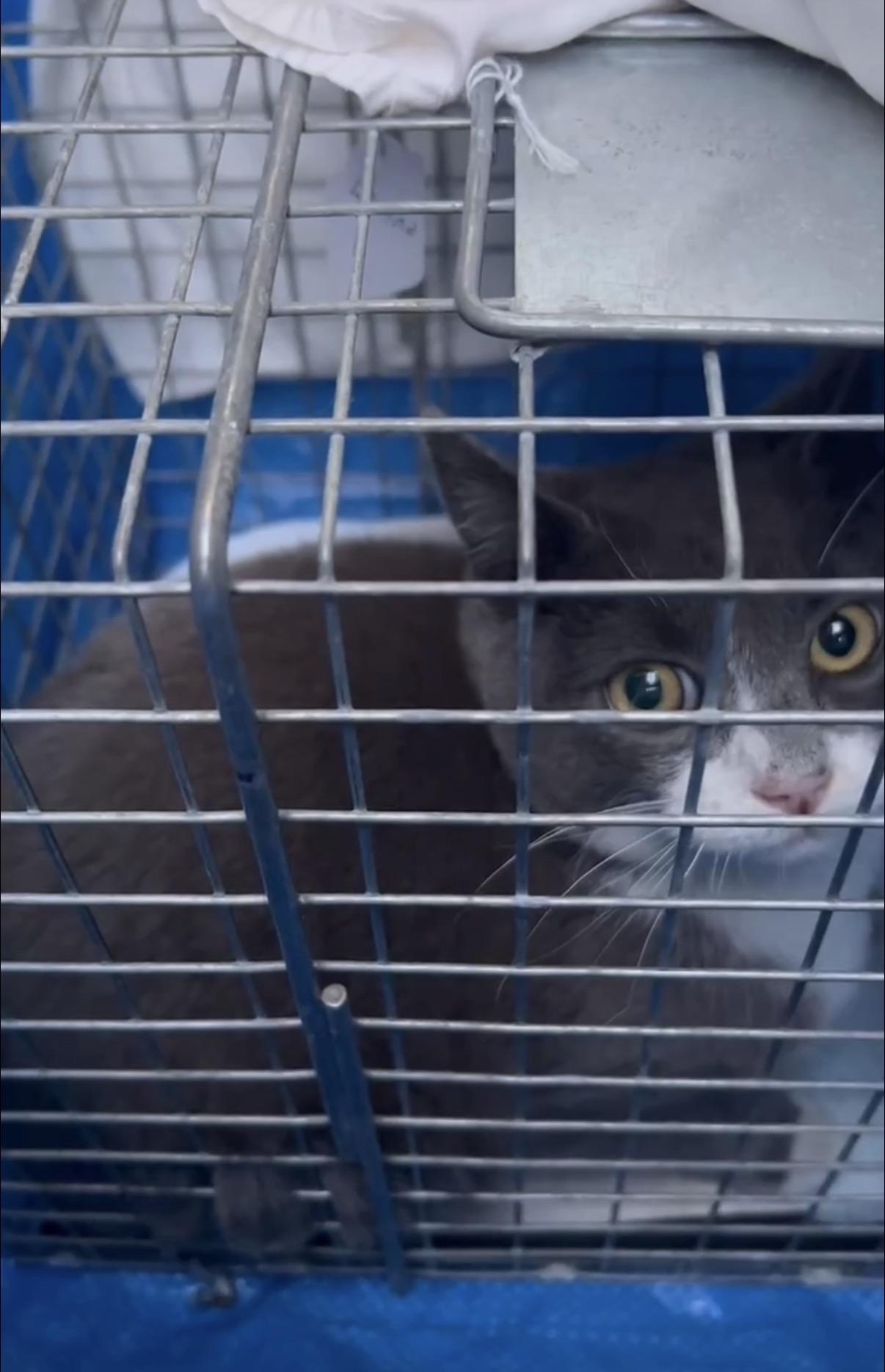 Enlarge Mittey, a ADOPTABLE mixed breed in Flushing, NY image 4/5