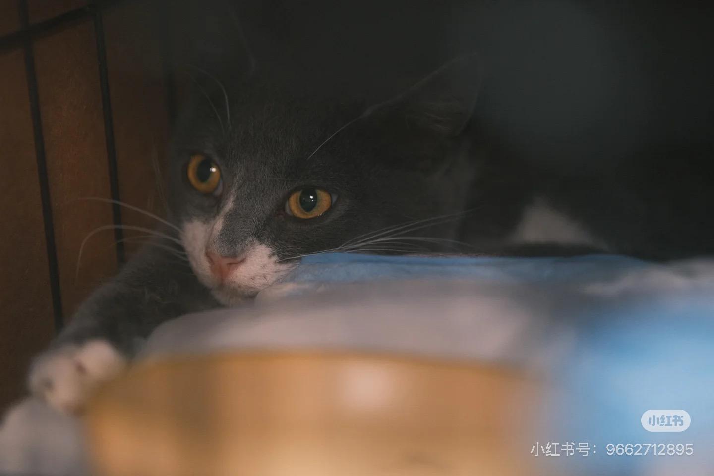 Mittey, ADOPTABLE, Young Female Russian Blue & Domestic Short Hair.