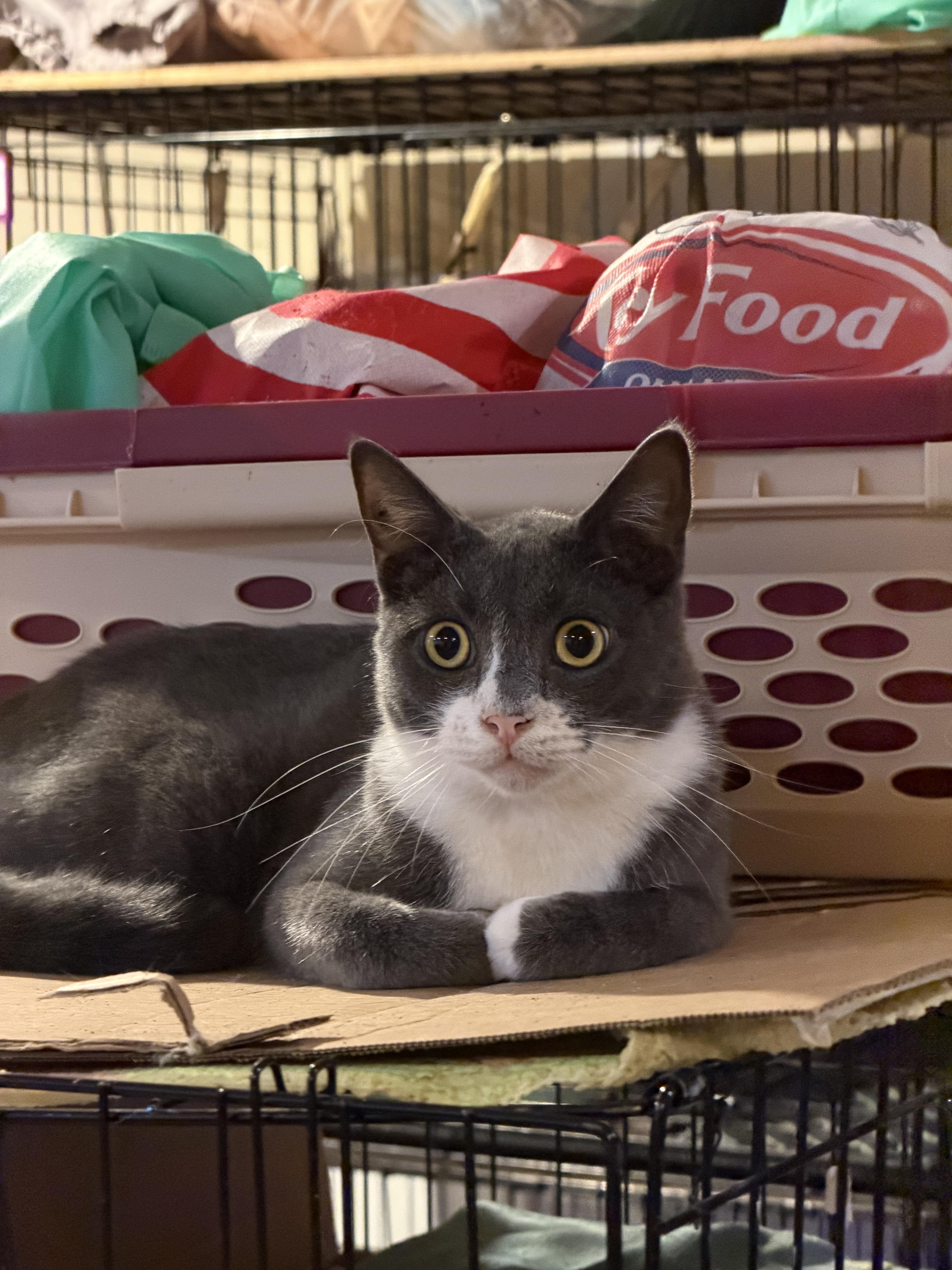 Enlarge Mittey, a ADOPTABLE mixed breed in Flushing, NY image 2/5