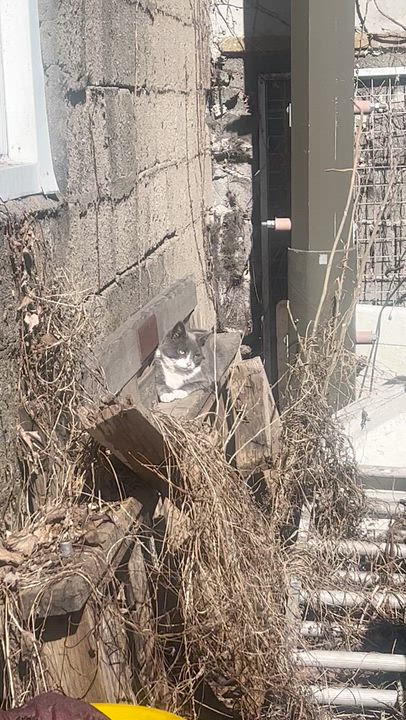 Enlarge Mittey, a ADOPTABLE mixed breed in Flushing, NY video 5/5