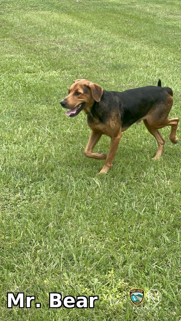Mr. Bear, a Adoptable Hound in Rocky Mount, NC image 1/3