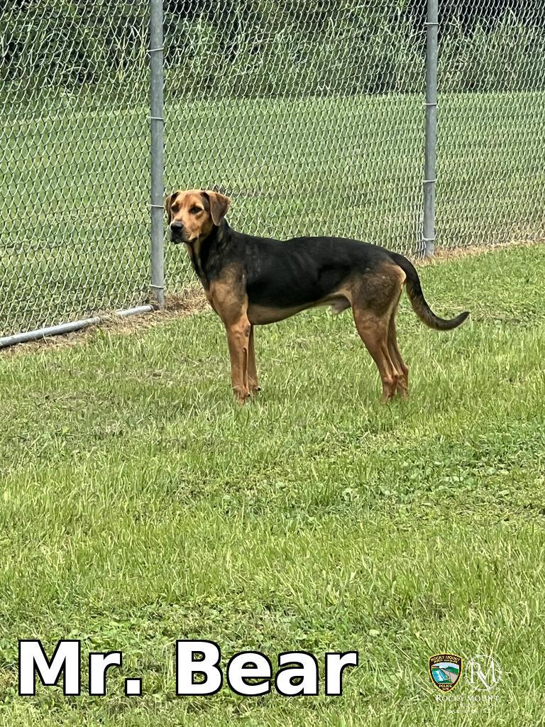 Mr. Bear, a Adoptable Hound in Rocky Mount, NC image 2/3