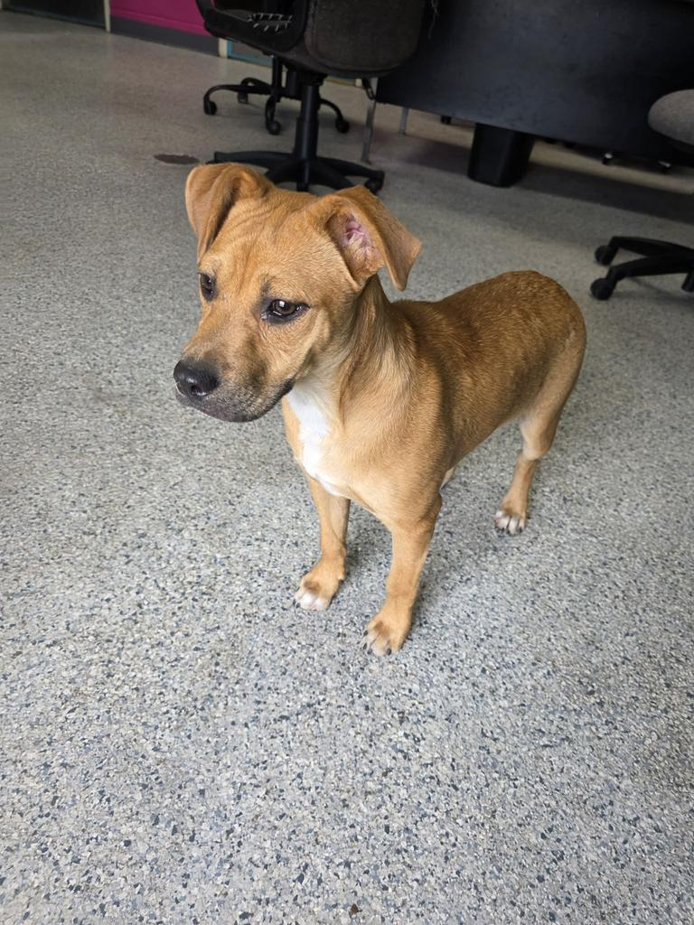 Jasmine, Adoptable, Puppy Female Hound & Affenpinscher.