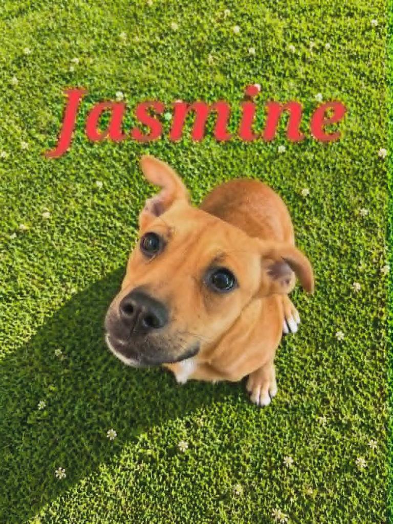Jasmine, a Adoptable mixed breed in Livingston, LA image 2/2